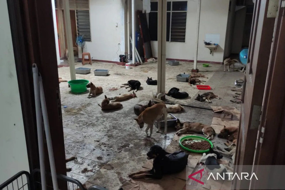 Ilustrasi. Tempat penampungan anjing di Semarang, Jawa Tengah, beberapa waktu lalu./Antara-Immanuel Citra Senjaya