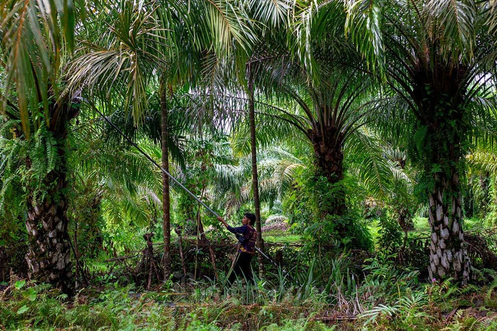  Global Palm Oil on the Rise, Gaining Momentum for Issuers
