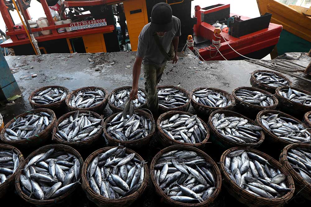  Harga Ikan Tongkol Anjlok Hingga Rp4.000 Per Kilogram