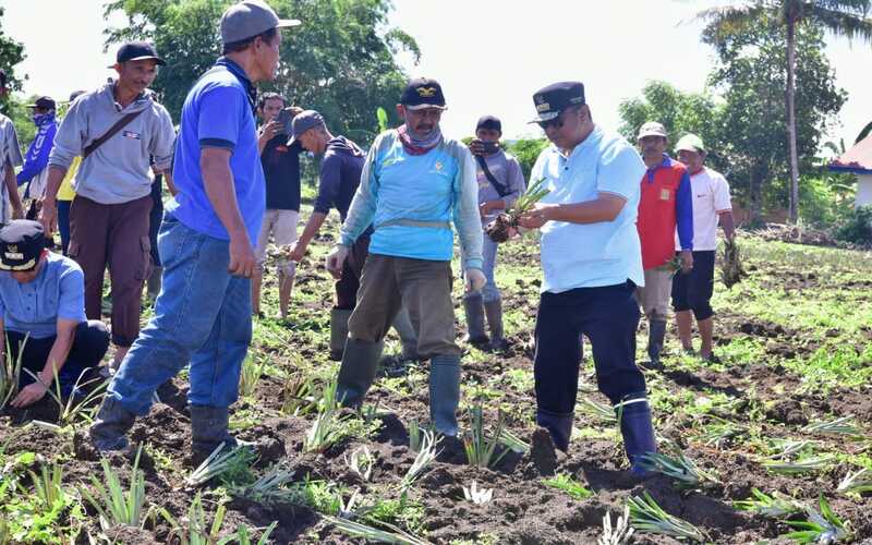 Pj Gubernur Sulsel Bahtiar Baharuddin (kanan) bersama para petani tengah melakukan penanaman bibit tanaman nanas./Pemprov Sulsel