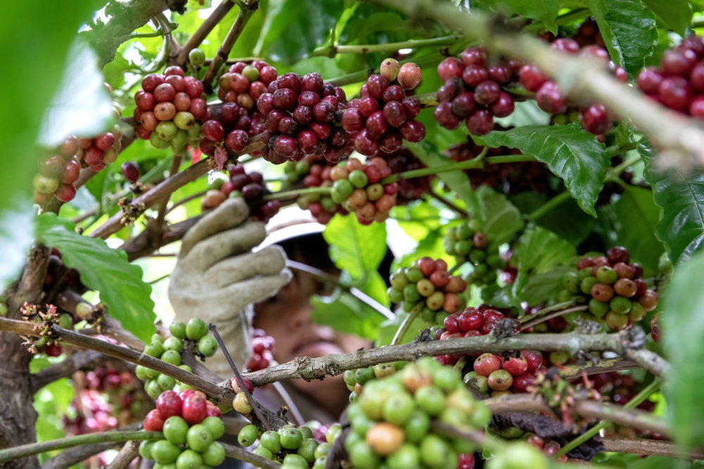  Produktivitas Pertanian Kopi Robusta Kuningan Turun