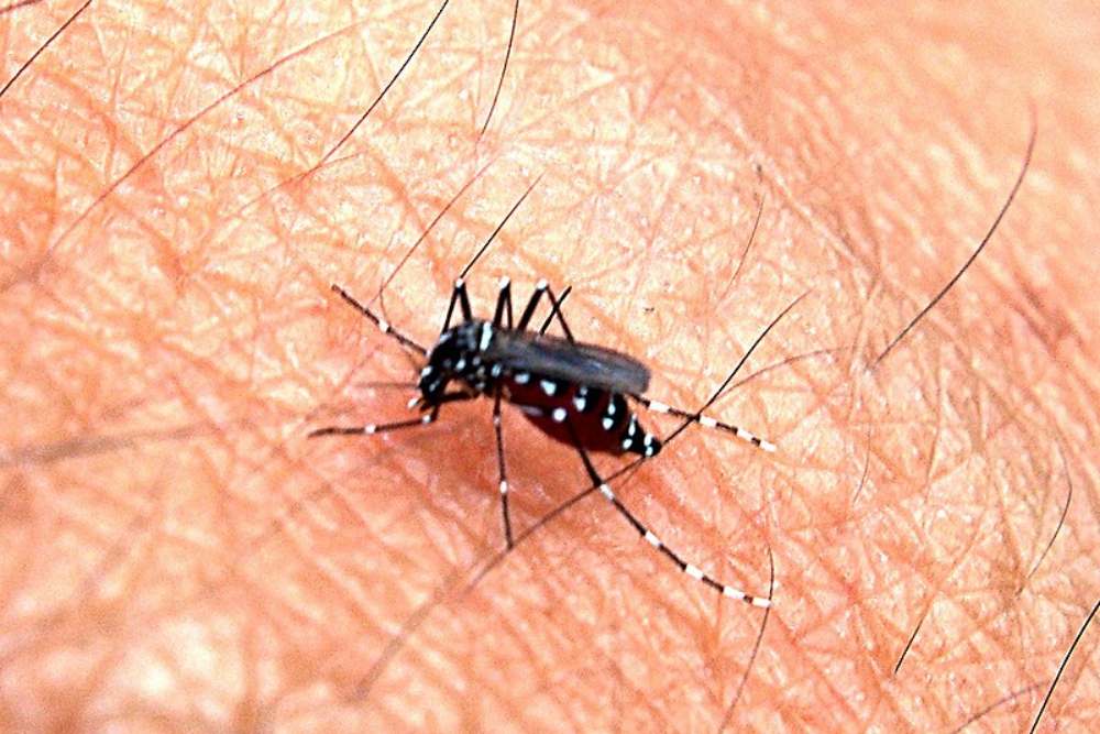  Mengenal Metode Nyamuk Wolbachia Untuk Eliminasi Kasus Demam Berdarah Dengue