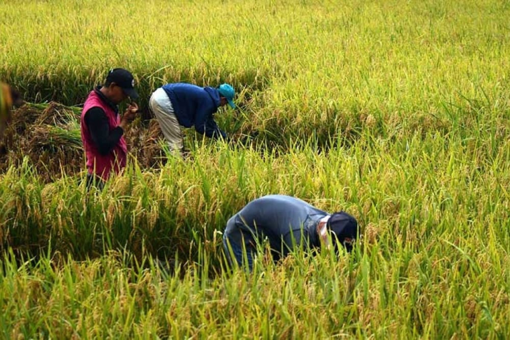  Pakar Pertanian Apresiasi Kebijakan Pangan dan Pertanian di Era Jokowi