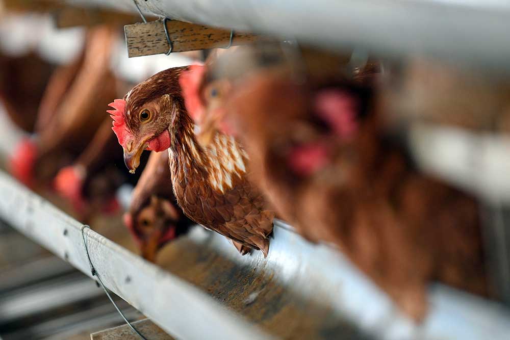  Harga Pakan Naik, Peternak Ayam Merugi Akibat Harga Jual Telur Yang Tidak Seusai