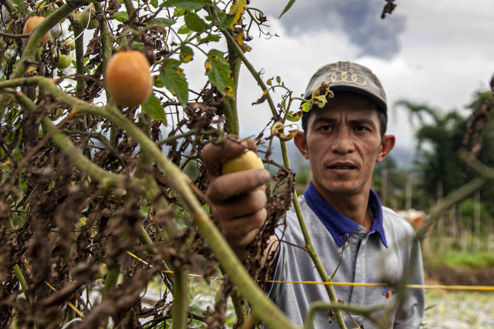  Harga Tomat di Sumbar Lebih Mahal dari Bawang Merah