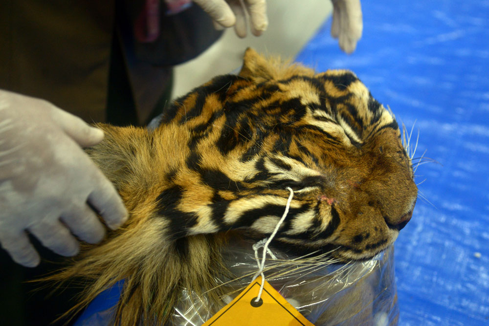  Polda Aceh Gagalkan Perdagangan Ilegal Kulit Harimau