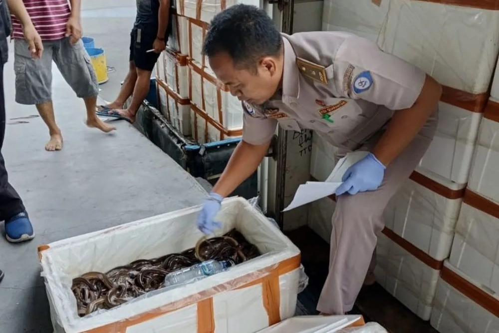 Petugas Balai Karantina Hewan, Ikan, dan Tumbuhan (BKHIT) Jawa Timur memeriksa belut yang akan diekspor ke China./Antara-BKHIT Jatim.