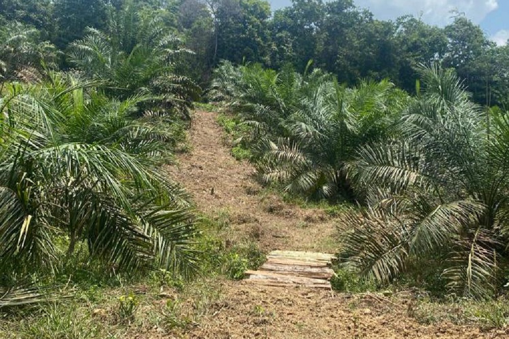  Kementan Dorong Pemda Riau Selesaikan Konflik Lahan di Perkebunan Sawit