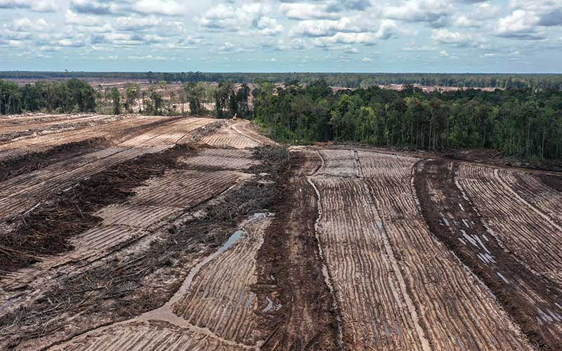  Indonesia’s Longstanding Struggle With Food Estate