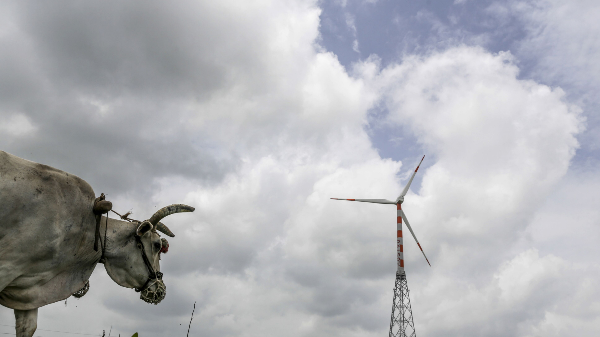 Seekor lembu jantan menarik bajak di dekat turbin angin yang beroperasi di Ostro Energy Pvt., Dewas, Madhya Pradesh, India pada Senin (14/8/2017). - Bloomberg/Dhiraj Sing