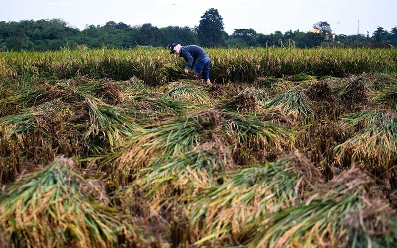  BPS: Pertumbuhan Ekonomi Sumbar Ditopang Sektor Partanian dan Perikanan