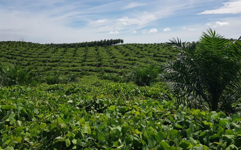  PalmCo Regional 3 Replanting 1.135 Ha Kebun Sawit di Riau