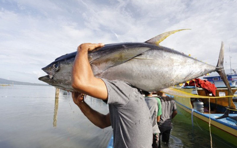 Seorang nelayan di Maluku memanggul ikan tuna./Antara