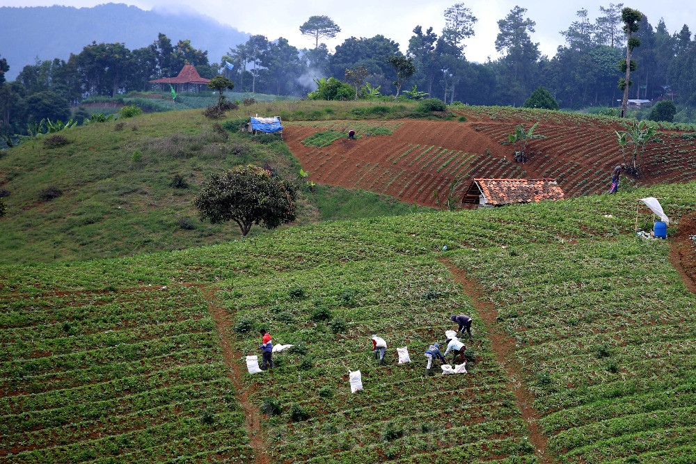  Nilai Tukar Petani di Jawa Barat Pada Januari 2024 Meningkat 0,10%