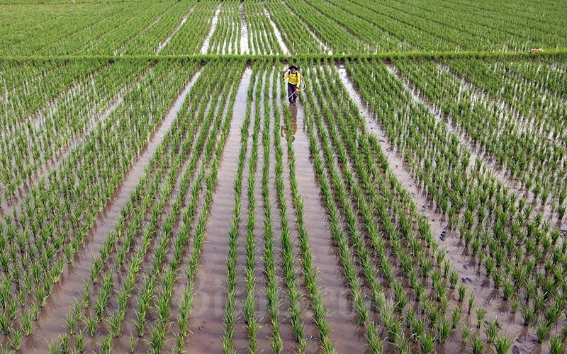 Petani beraktivitas di lahan persawahan di kawasan Teluk Naga, Kabupaten Tangerang, Banten, Senin (17/1/2022)./Bisnis-Fanny Kusumawardhani.