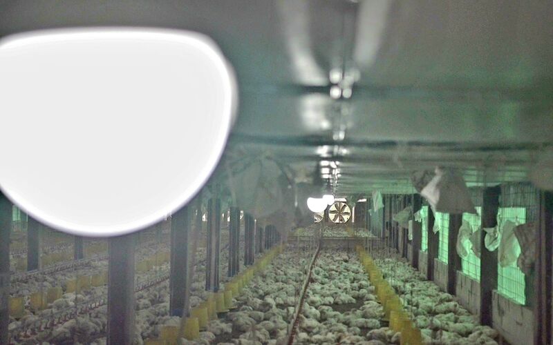 Peternakan ayam di Kabupaten Gowa yang kini telah menggunakan listrik PLN./PLN