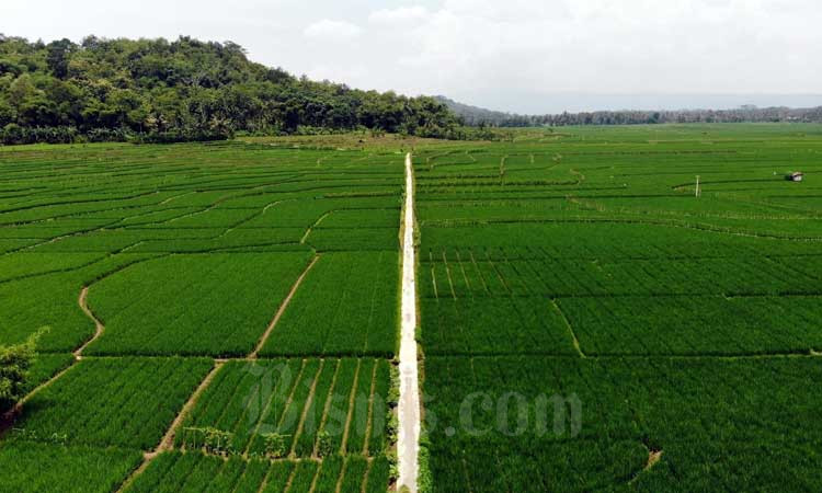  Program Food Estate Sumedang Bakal Dikembangkan Jadi 1 Desa 10 Hektare