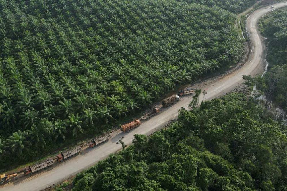 Deretan truk di sekitaran perkebunan sawit Sepaku, Kalimantan Timur, dekat lokasi IKN Nusantara pada Rabu (8/3/2023). - Reuters/Willy Kurniawan