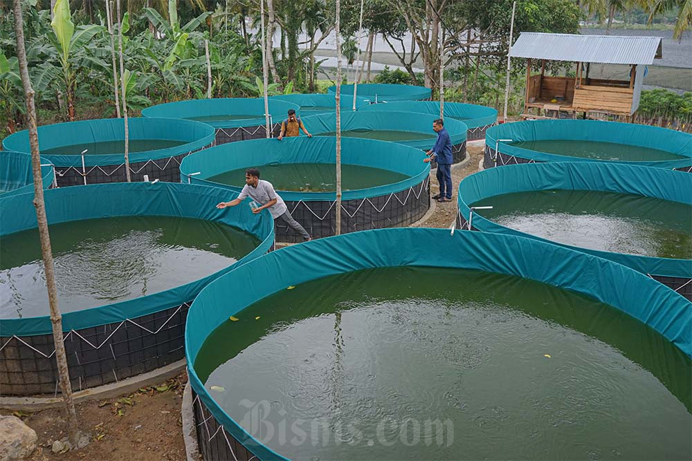  Budidaya Ikan Sistem Bioflok Dari Dana Desa
