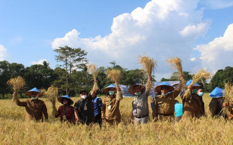Jajaran Pemerintah Kabupaten Ogan Komering Ilir (OKI) melakukan panen raya padi di Desa Gemuruh, Kecamatan Jejawi, Kabupaten OKI. istimewa