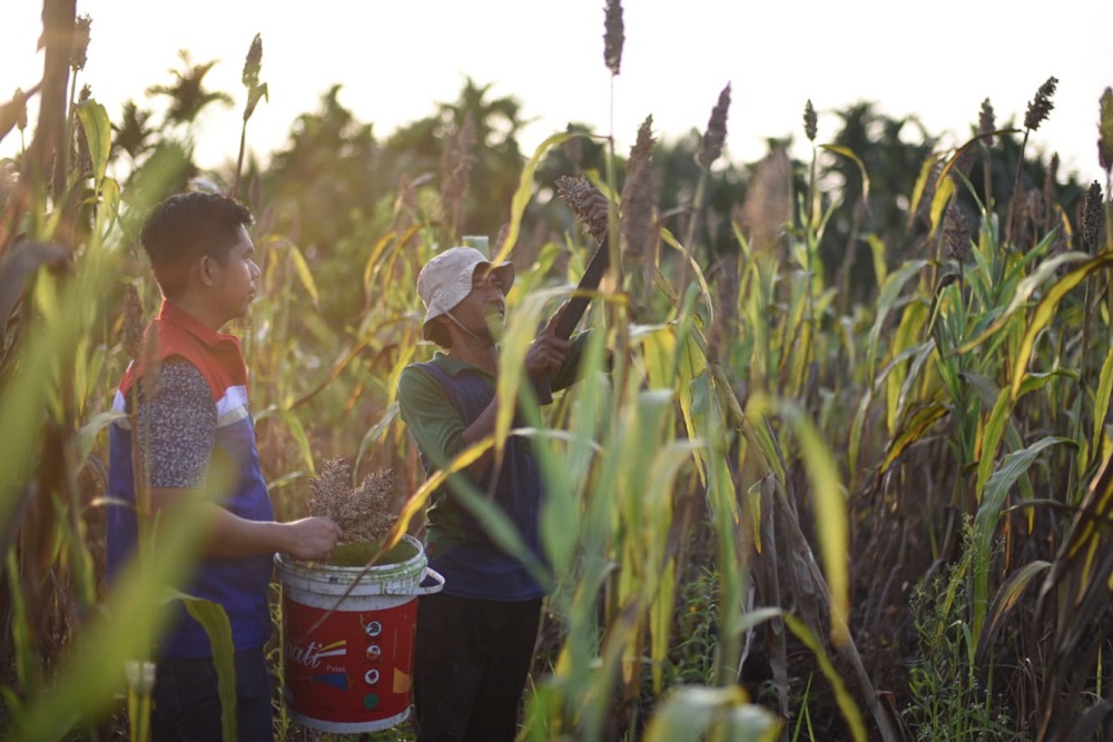  Pemkot Bandung Kembangkan Budi Daya Sorgum sebagai Alternatif Pangan