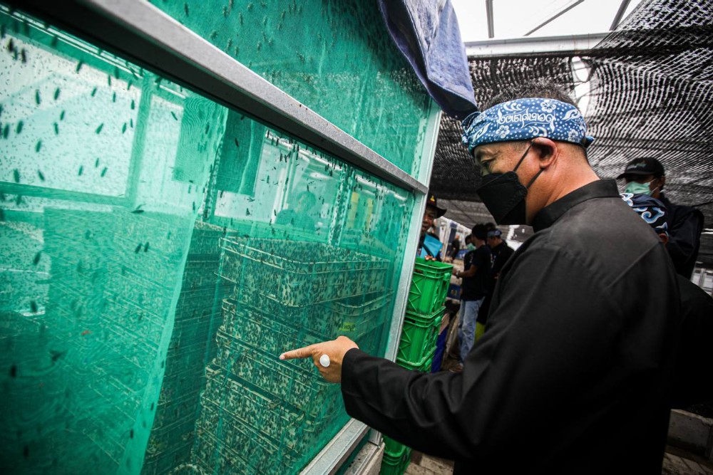  Kota Bandung Sudah Miliki Rumah Maggot, Sukses Kelola 377 Ton Sampah Organik