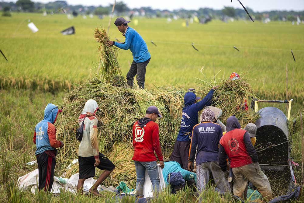  Harga Gabah Kering Alami Kenaikan Menjadi Rp1,1 Juta Per Kuintal