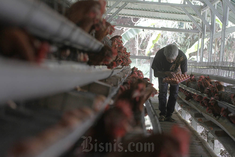  Harga Beras Mulai Turun, Telur dan Daging Ayam Malah Naik Jelang Ramadan