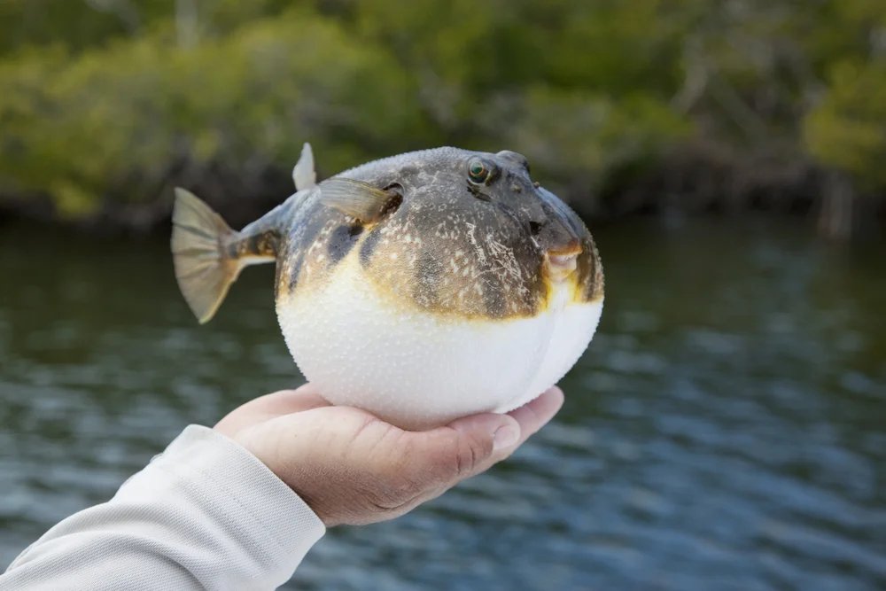  Kenali 10 Fakta Ikan Buntal, Sangat Beracun Bisa Menyebabkan Kematian
