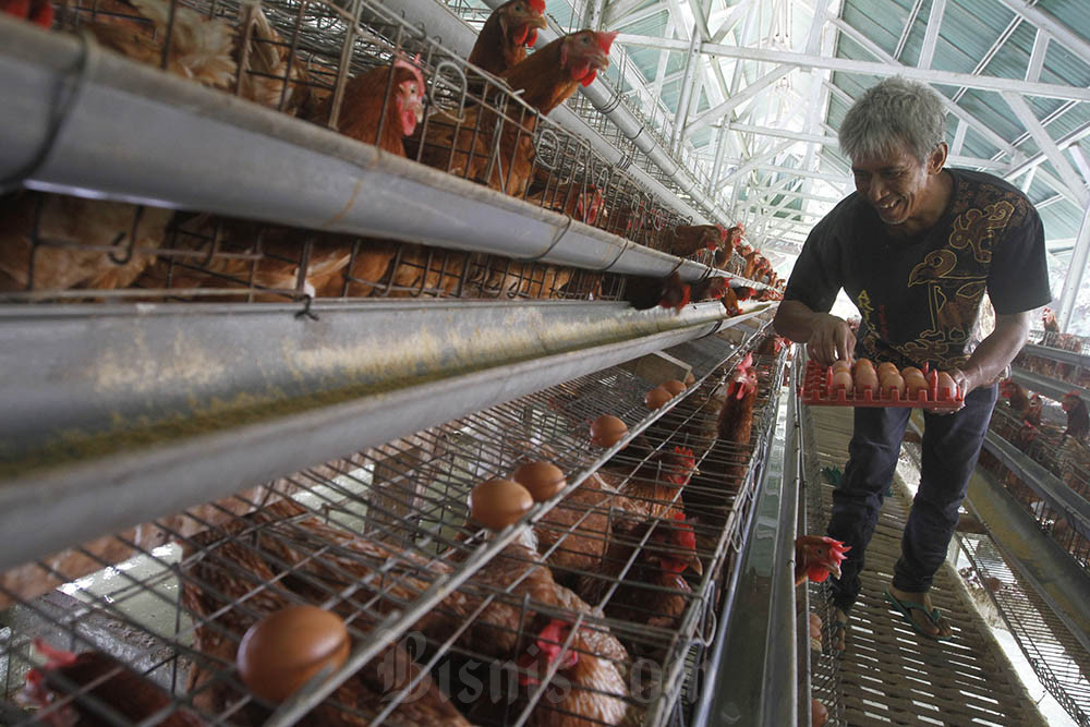  Harga Telur Ayam Meroket, Rp34.000 per Kilogram Jelang Ramadan