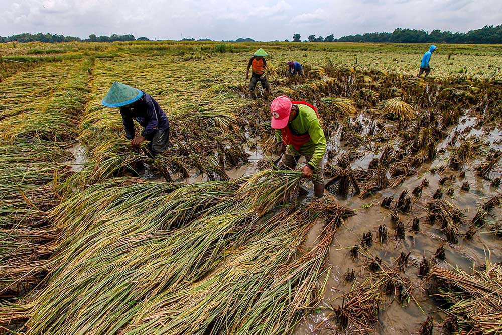  Puluhan Lahan Pertanian di Bojonegoro Rusak Akibat Banjir