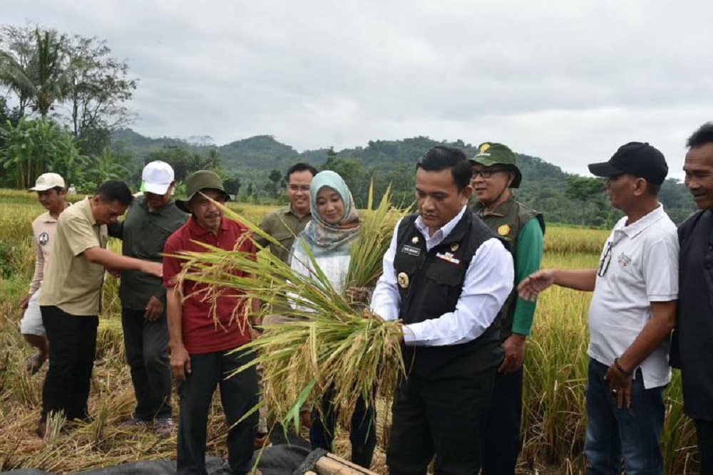  Tekan Angka Inflasi, Jabar Mulai Panen Raya Padi di Majalengka