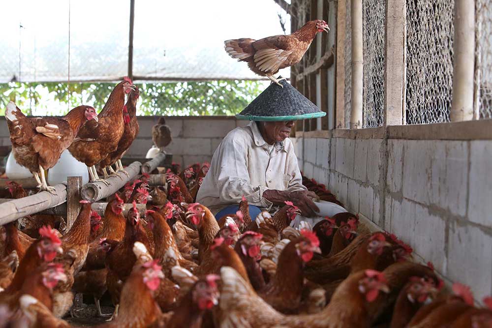  Bapanas Sebut Pakan Picu Harga Ayam dan Telur Naik, Mentan Jawab untuk THR Peternak