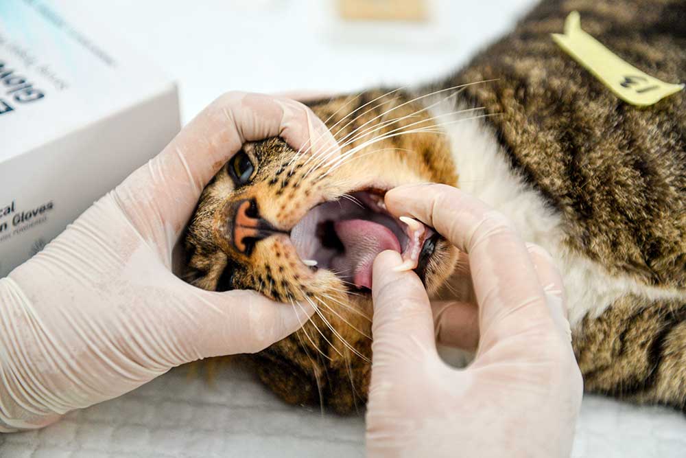  Pemkot Bandung Gelar Strerilisasi Khusus Untuk Kucing Liar
