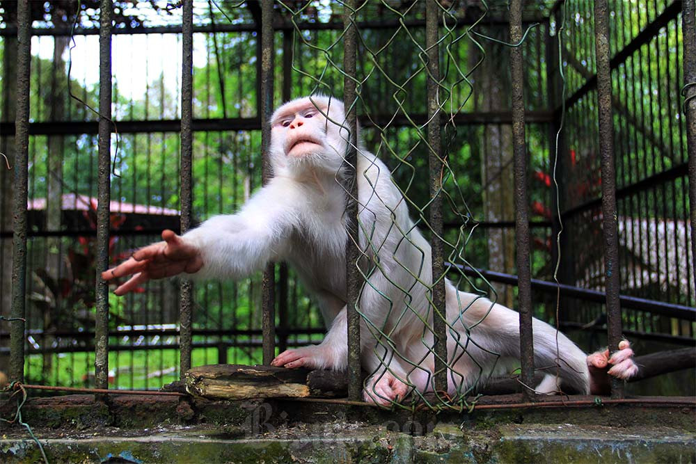  Rencana Relokasi Satwa Medan Zoo