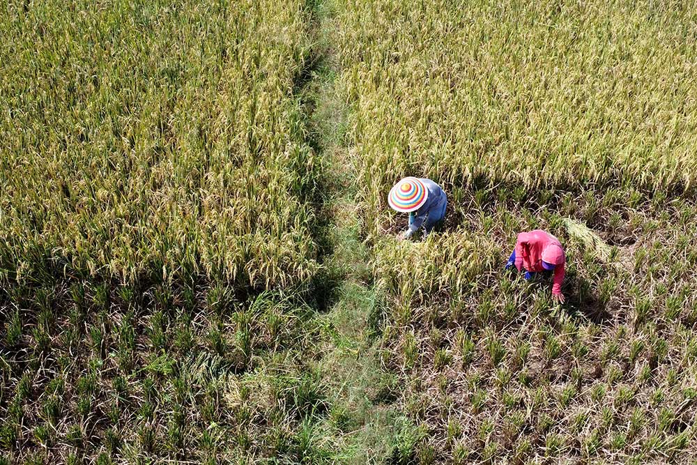  Petani di Gorontalo Mulai Melakukan Panen Padi Perdana