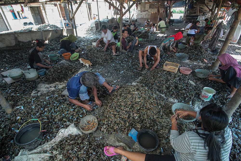  Tangkapan Nelayan Menurun, Harga Kerang Hijau Mengalami Kenaikan Selama Sebulan Terakhir