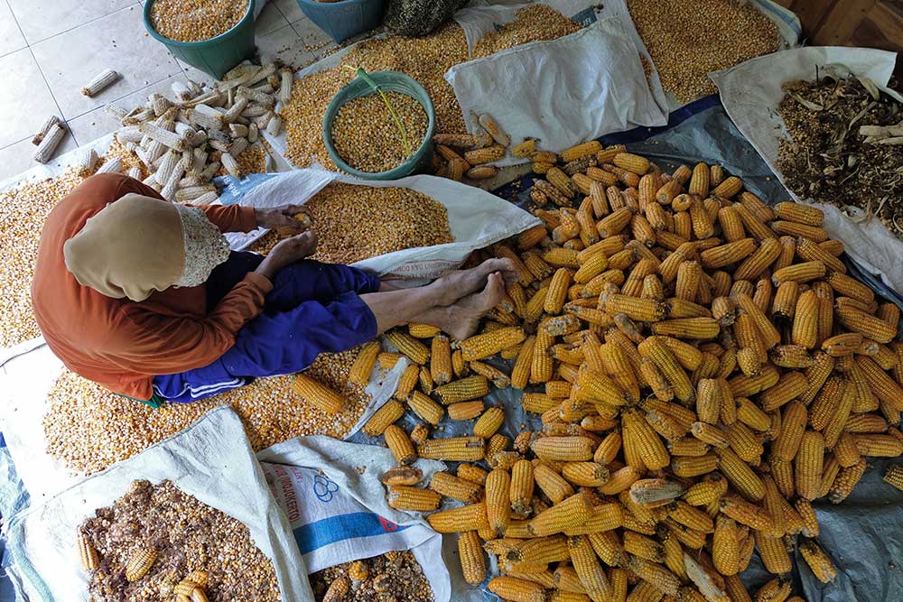  Anomali Cuaca Membuat Kualitas Jagung Menurun