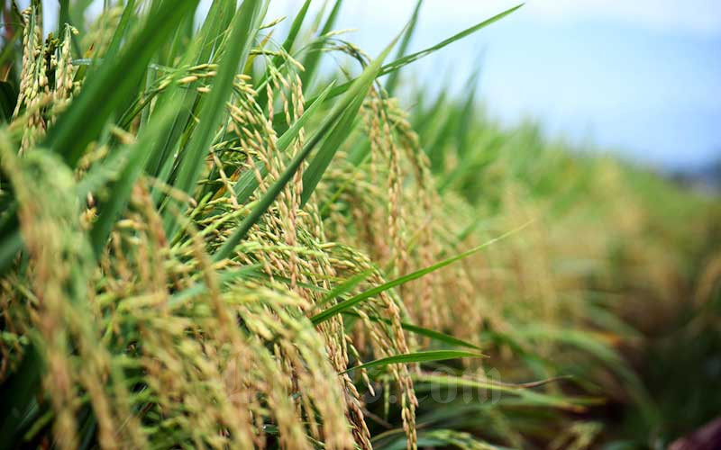  Produksi Padi Turun Risaukan Petani di Garut