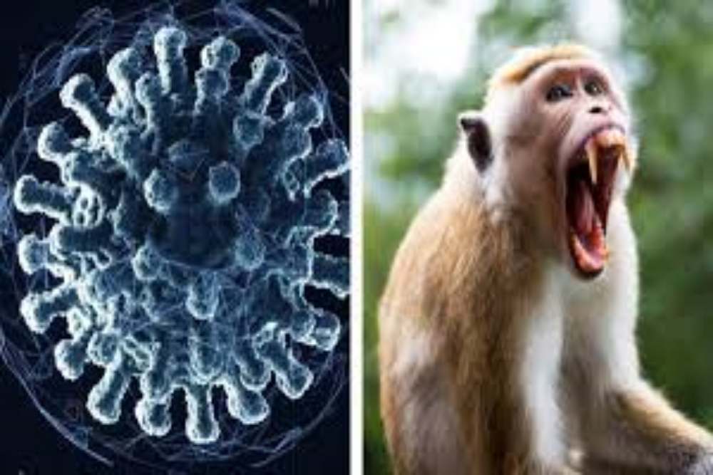  Kontak Fisik dengan Monyet, Pria di Hong Kong Terinfeksi Virus B Mematikan