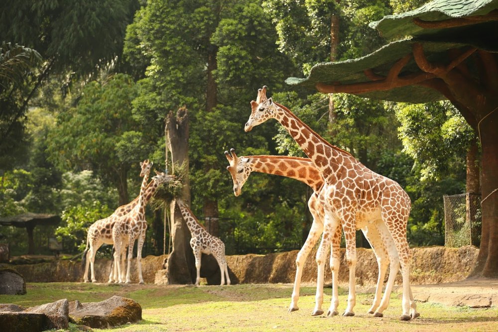 Viral! Pengunjung Buka Kaca di Kandang Singa Taman Safari/Taman Safari Indonesia