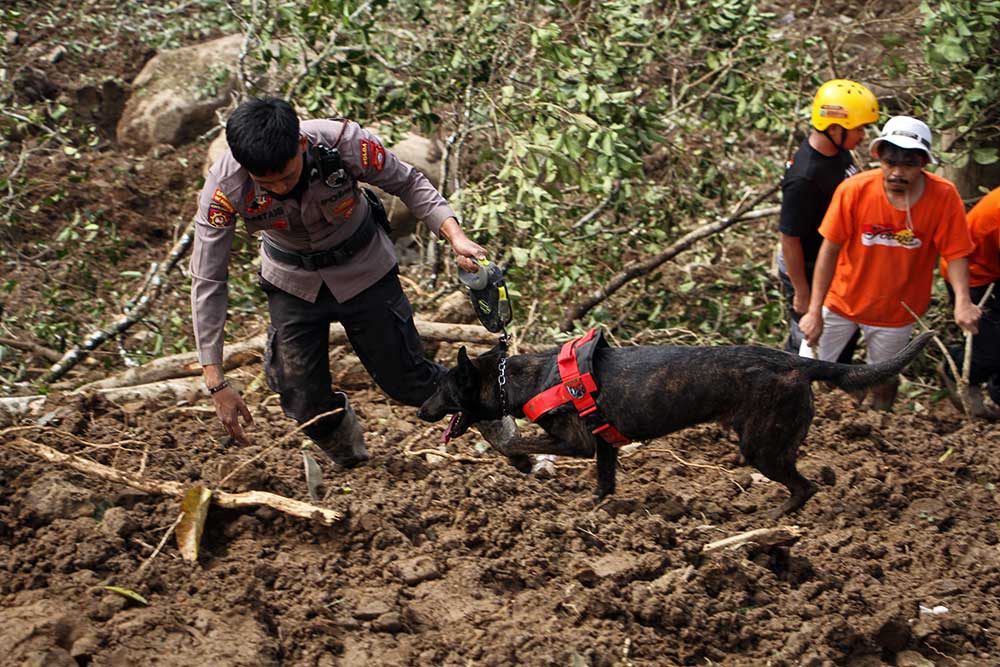  Polisi Terjunkan Anjing Pelacak Untuk Mencari Korban Tanah Longsor di Tana Toraja