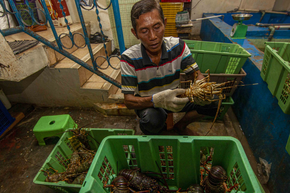  Harga Lobster Laut di Sumbar Naik Dampak Menguatnya Dolar AS