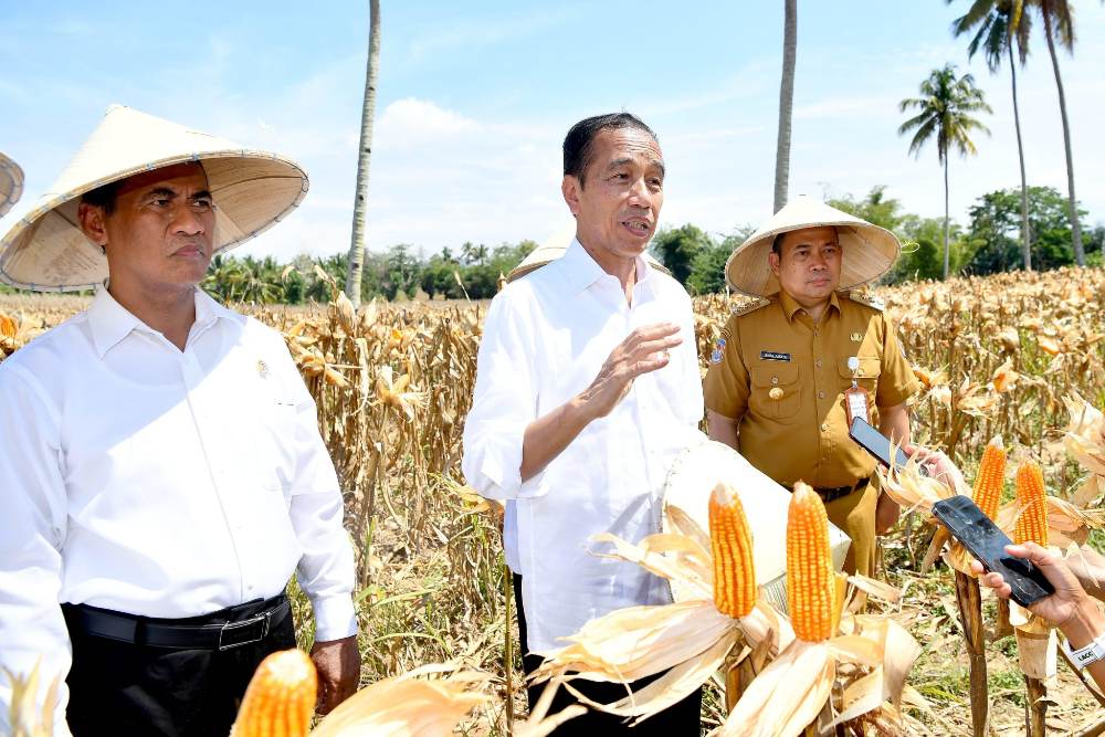  Jokowi Pamer Impor Jagung RI Turun Signifikan Jadi 450.000 Ton