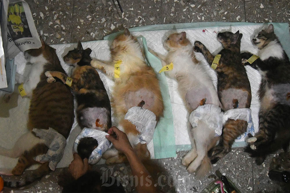  Pelayanan Sterilisasi Kucing di Kota Bogor