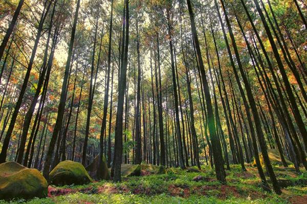  KLHK Tata Kawasan Hutan Seluas 17.539 Ha di Pesisir Selatan Sumbar