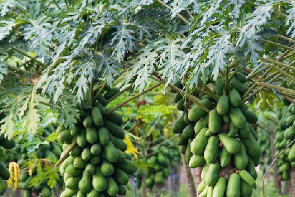  Kisah Sukses Petani Pepaya, Raih Omzet Puluhan Juta