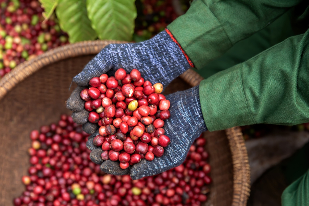 Biang Kerok Harga Kopi Pecahkan Rekor Tertinggi 45 Tahun