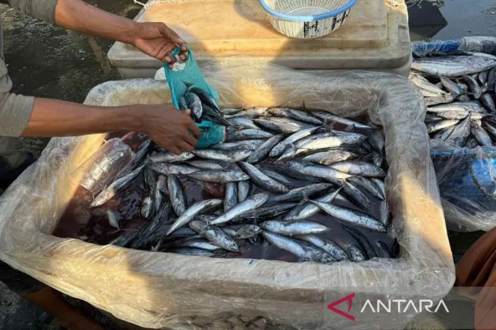  Harga Ikan di Aceh Timur Anjlok, Produksi Tongkol Mencapai 4,45 Juta Ton