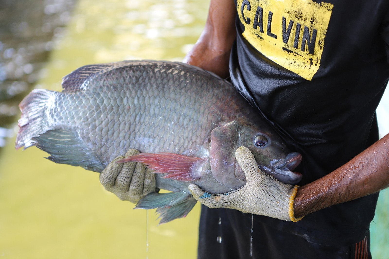  Mengejar Target Produksi Ikan Nila dari Jalur Pesisir